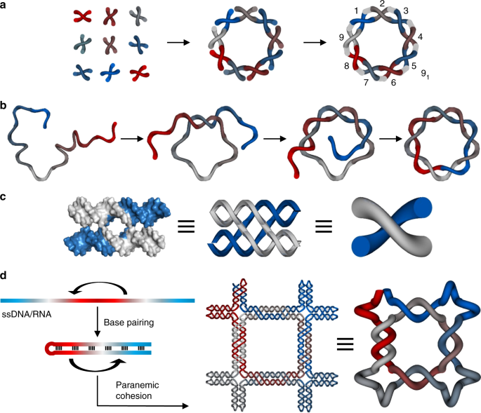 Single-stranded Nucleic Acid Synthesizer