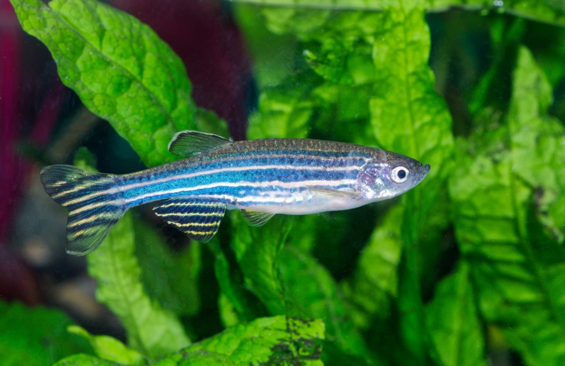 Zebrafish for Research