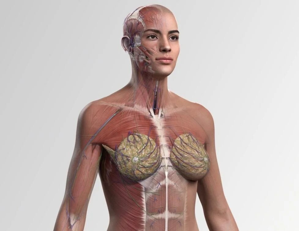 Anatomical Models