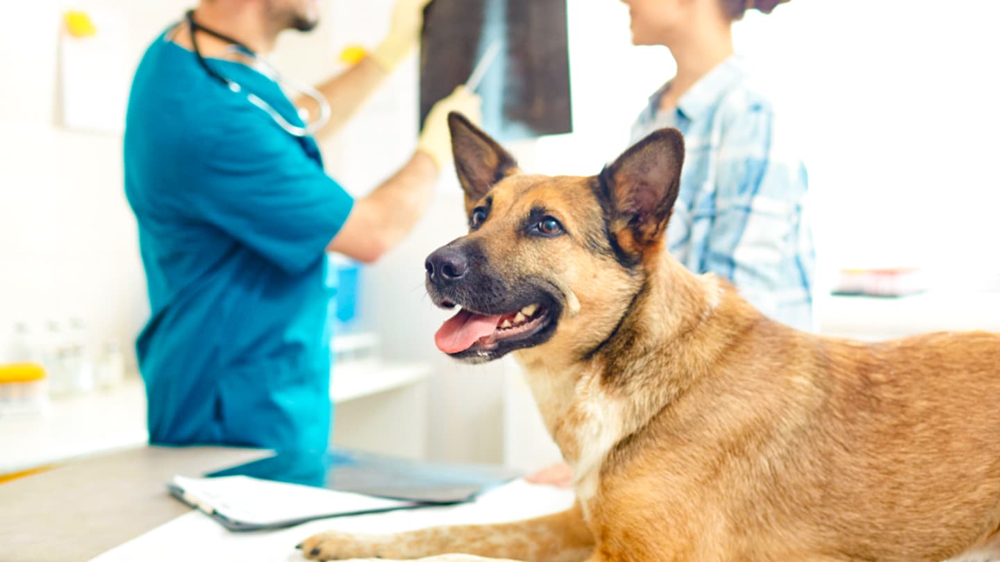 Animal Health Diagnostics and Therapeutics