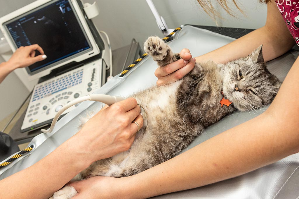 Animal & Veterinary Ultrasounds market