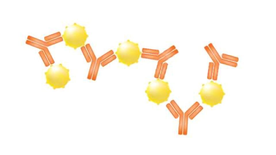 Antigen and AntibodY for Diagnostic