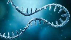 Eukaryotic Transcriptome Sequencing