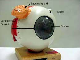 Eye Anatomical Model