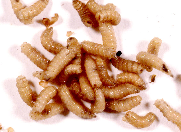 Maggot Debridement market