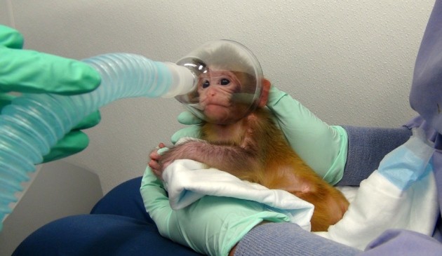 Medical Experiment Monkey