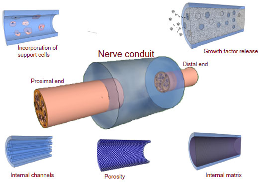 Synthetic Nerve Conduits