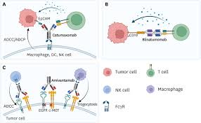T-Cell & NK-Cell Engaging Bispecific Antibodies market