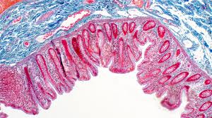 Three-dimensional (3-D) Organoids market